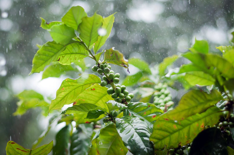 Quais Os Efeitos No El Niño Na Cultura Do Café Jfp Notícias 7652